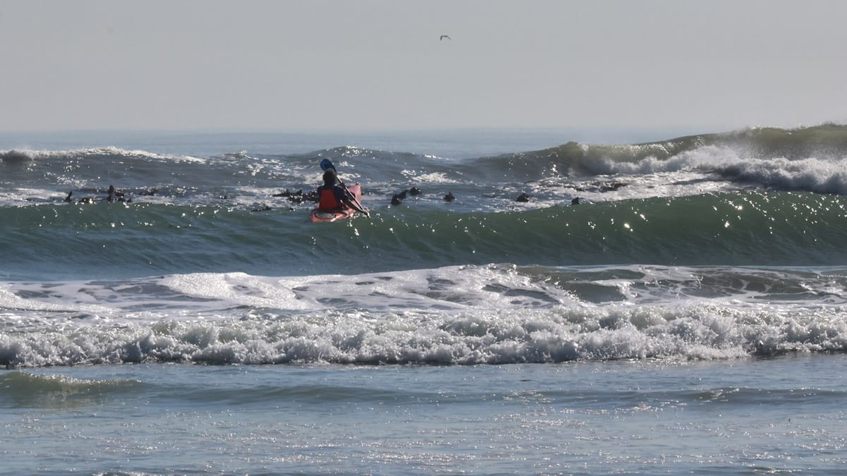 Gull — photo 27